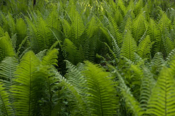 Gröna ormbunkar växt — Stockfoto
