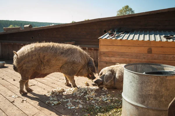 Cerdos en la granja. — Foto de Stock