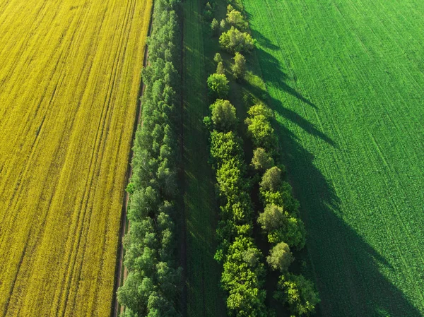 Повітряна куля літає над красивим зеленим луком — стокове фото