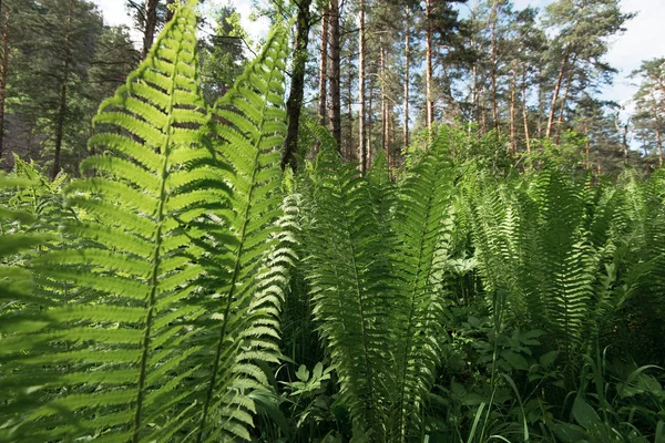 Green ferns plant