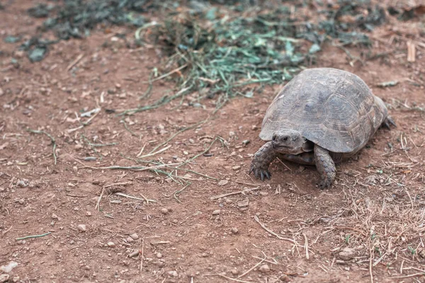 Tortue sur la terre — Photo