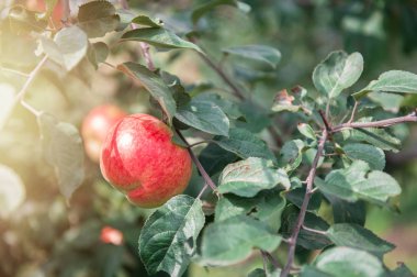 elma ile elma ağacı