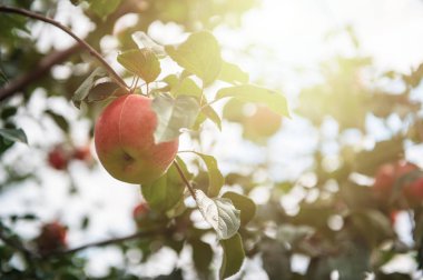 elma ile elma ağacı