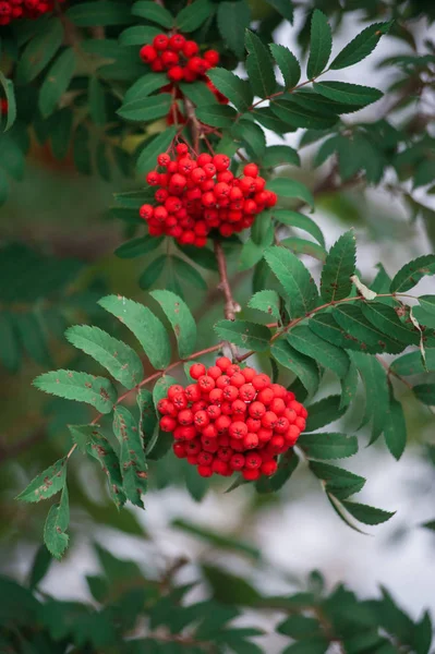 Rowan sur une branche . — Photo