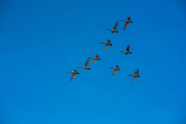 Fliegende Singschwäne — Stockfoto