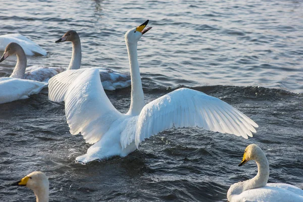 湖で泳いでいる白鳥は — ストック写真