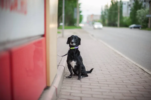Cão de pé em uma estrada — Fotografia de Stock