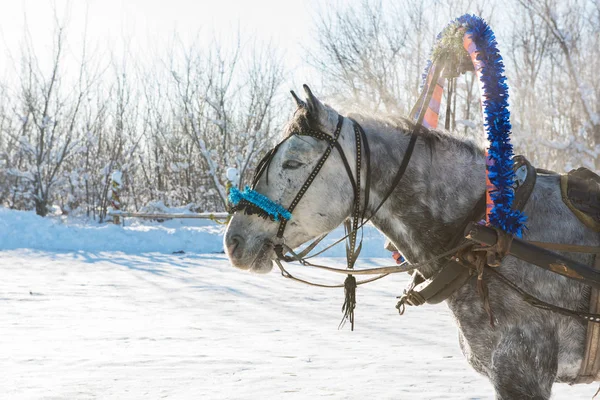 Cavalo puxando trenó no inverno — Fotografia de Stock