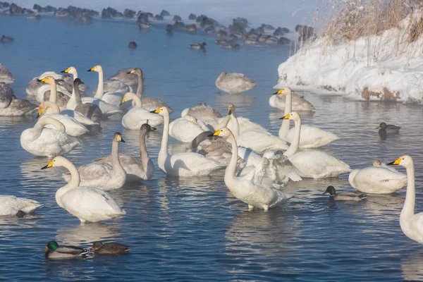 Whooper zwanen zwemmen in het meer — Stockfoto