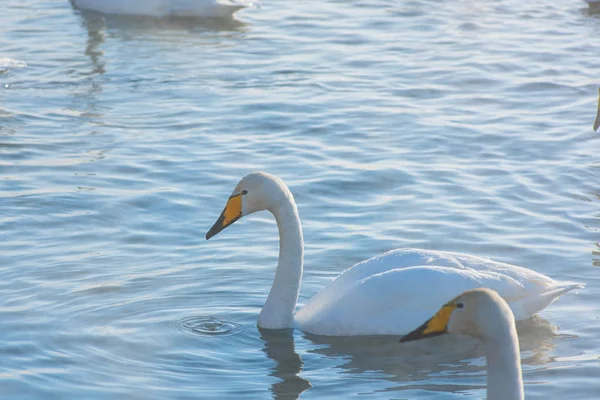 Whooper swans swimming in the lake — Stock Photo, Image