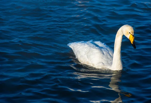 Whooper swans swimming in the lake — Stock Photo, Image