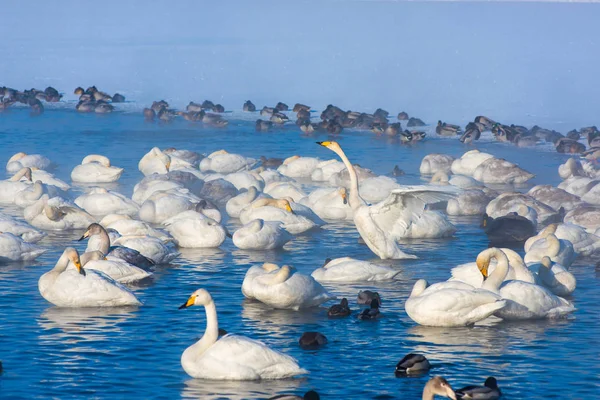 Купающиеся в озере лебеди — стоковое фото