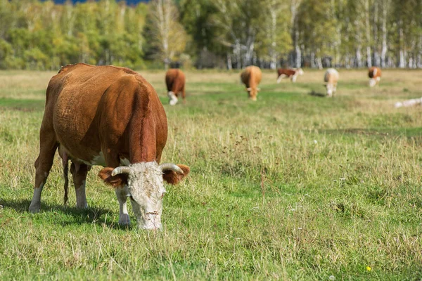Vacas en la hierba — Foto de Stock