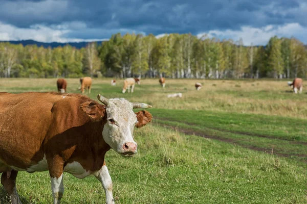 Vacas en la hierba — Foto de Stock
