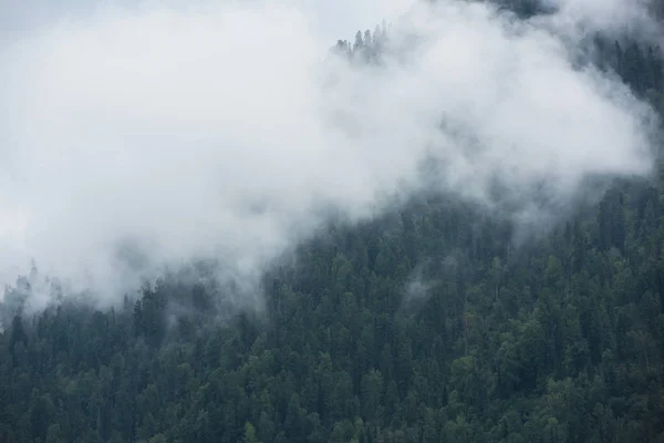 Bewaldeter Berghang — Stockfoto