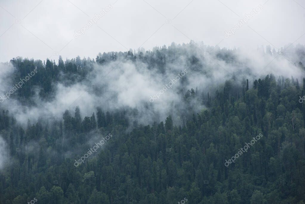 Forested mountain slope