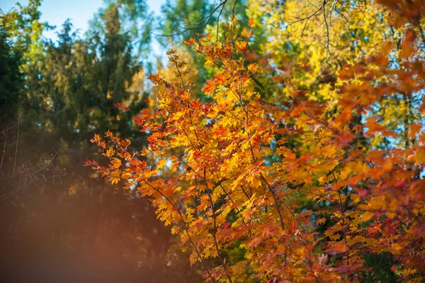 Hojas amarillas de otoño en el árbol. — Foto de Stock