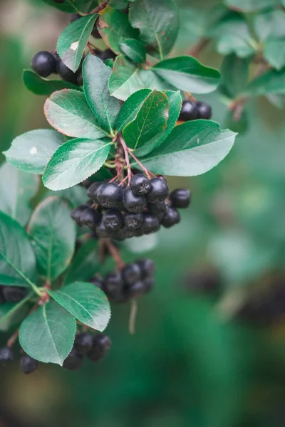 Berries of black chokeberry. — Stock Photo, Image