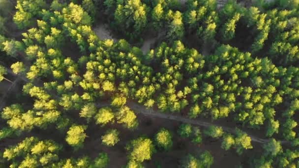 Altay dağlarında şelale ile yeşil bir orman üzerinde uçan Drone. — Stok video