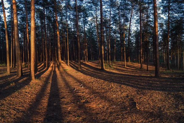 Floresta ao pôr do sol — Fotografia de Stock