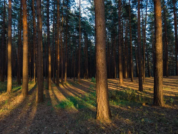 Лес на закате — стоковое фото