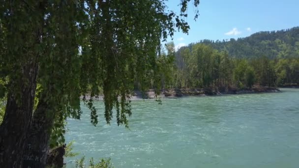 Vue sur la rivière Katun — Video