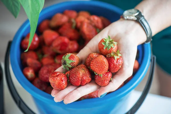 Ripe delicious strawberries — Stock Photo, Image