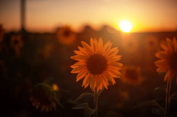 Slunečnice při západu slunce — Stock fotografie