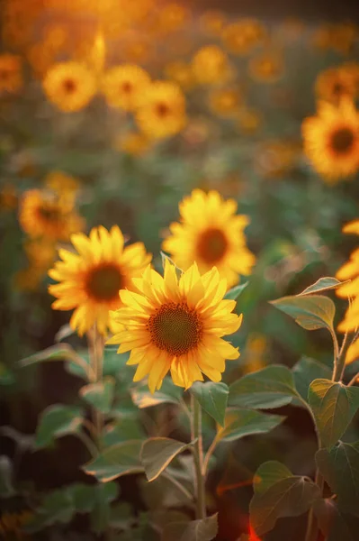 Sonnenblume bei Sonnenuntergang — Stockfoto