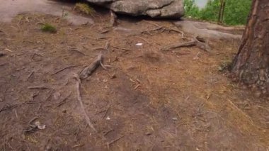 Altai dağlarında yaz yürüyüşü yolu