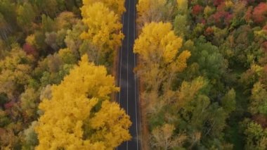 Güzel sonbahar Altai Ormanı 'ndaki yol videosu