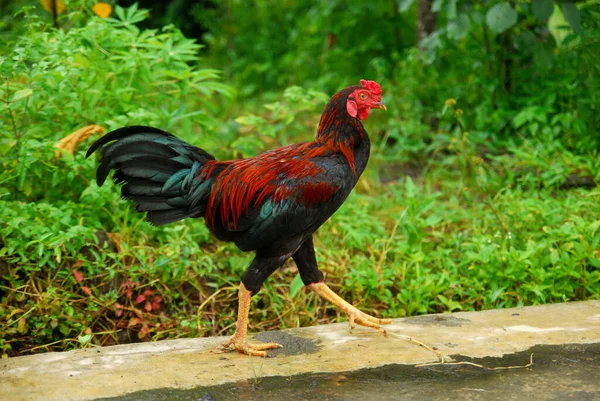 Rooster Loopt Rond Binnenplaats — Stockfoto