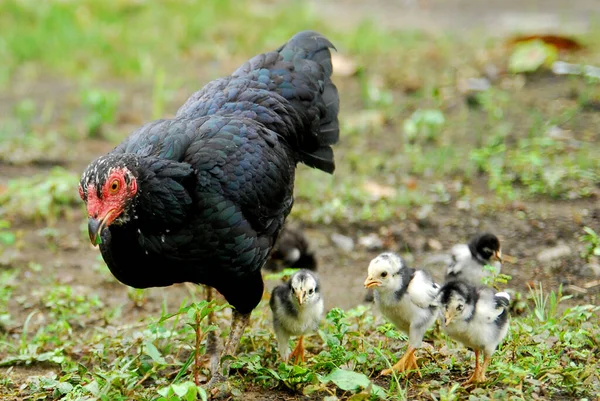 Avluda dolaşan civcivleriyle siyah tavuk