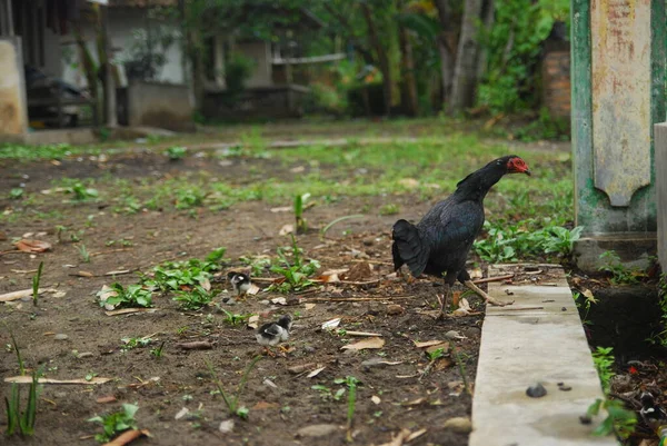 Black Hen Walking Yard — Stock Photo, Image