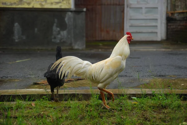 Horoz ve tavuk bahçede yürüyor.