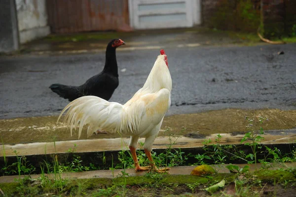 Rooster Hen Walking Yard — Stock Photo, Image