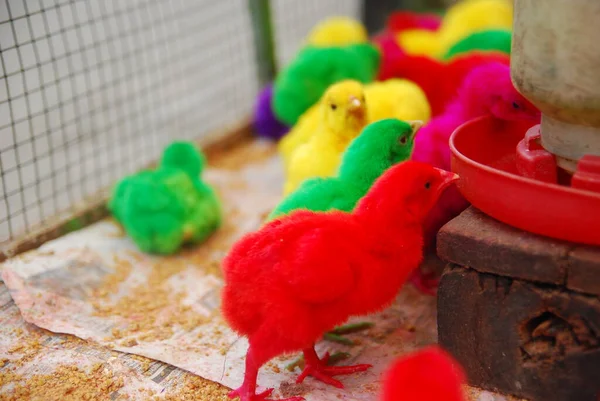 Kümeste yaşayan pek çok renkli civcivin yakın görüntüsü