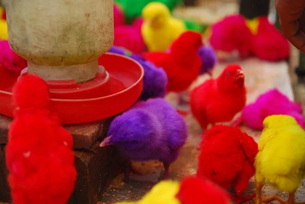 Kümeste yaşayan pek çok renkli civcivin yakın görüntüsü