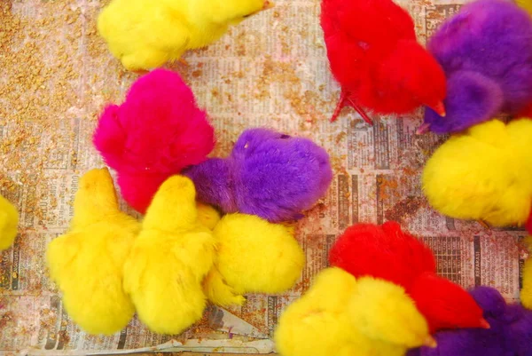 Kümeste yaşayan pek çok renkli civcivin yakın görüntüsü