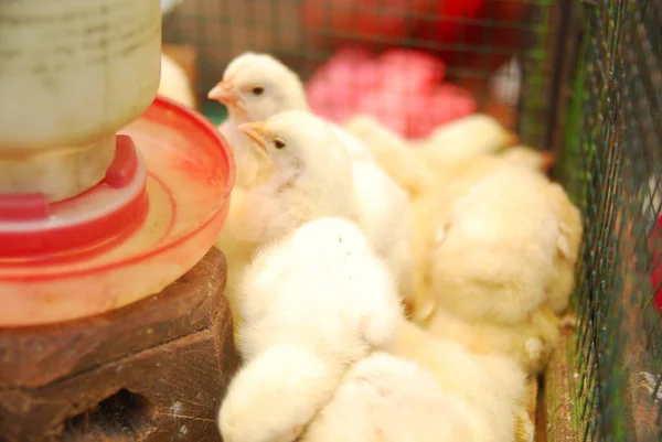 Kümeste yaşayan pek çok civcivin yakın görüntüsü