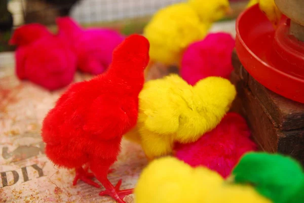 Kümeste yaşayan pek çok renkli civcivin yakın görüntüsü