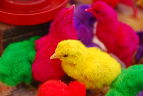 Kümeste yaşayan pek çok renkli civcivin yakın görüntüsü