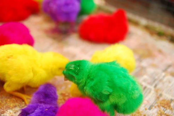 Kümeste yaşayan pek çok renkli civcivin yakın görüntüsü