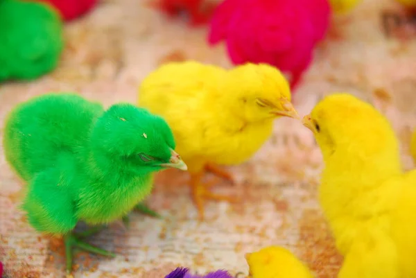 Kümeste yaşayan pek çok renkli civcivin yakın görüntüsü