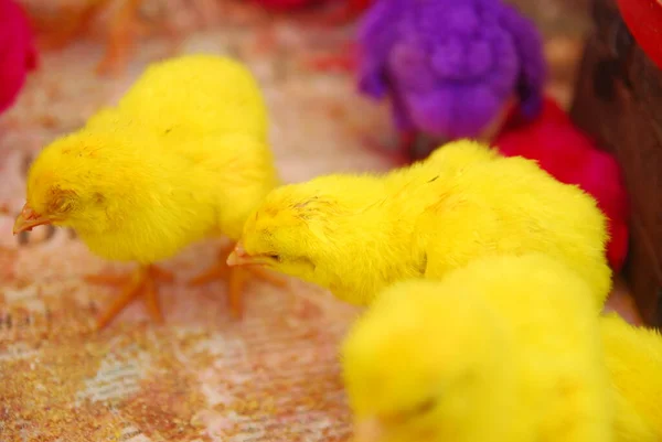 Kümeste yaşayan pek çok renkli civcivin yakın görüntüsü