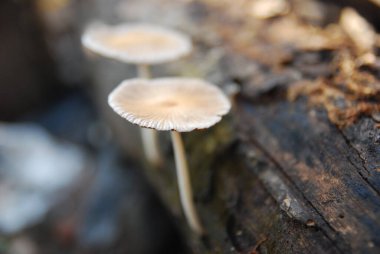 Ahşap üzerinde büyüyen mantarların yakın görüntüsü