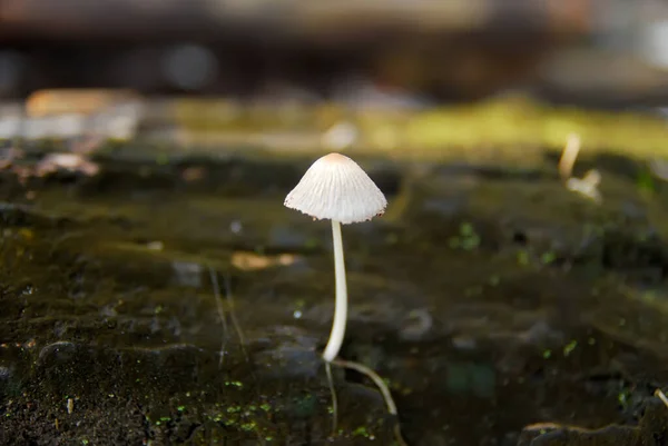 Vista Ravvicinata Dei Funghi Che Crescono Legno — Foto Stock