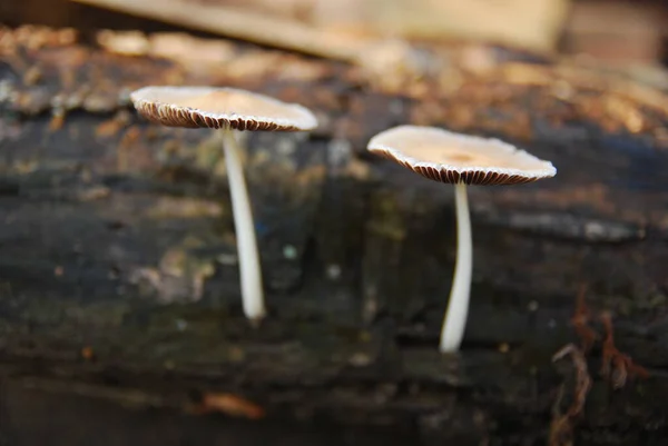 Vista Perto Dos Cogumelos Que Crescem Madeira — Fotografia de Stock