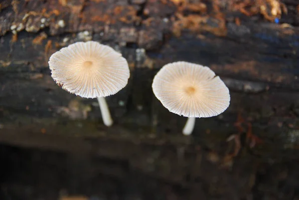 Vista Ravvicinata Dei Funghi Che Crescono Legno — Foto Stock