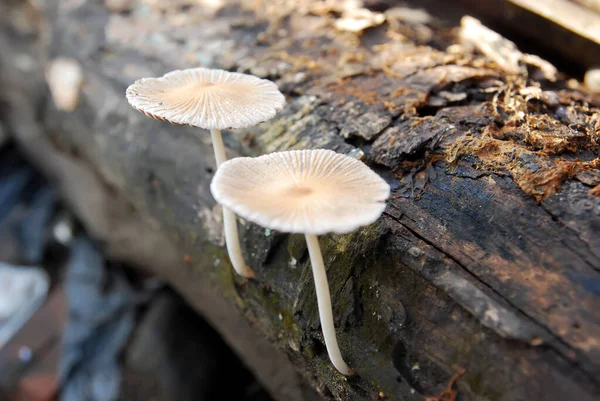 Ahşap üzerinde büyüyen mantarların yakın görüntüsü